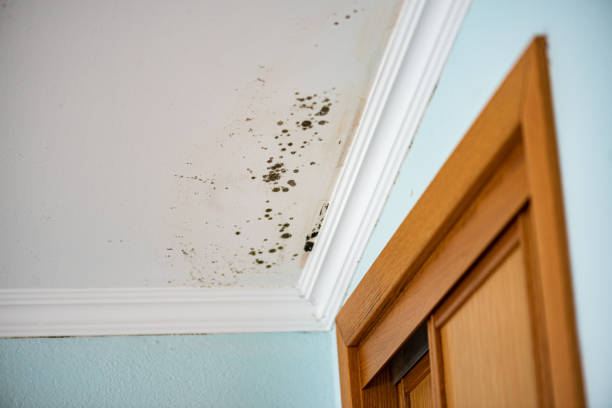 Best Emergency Mold Removal  in Pratt, KS