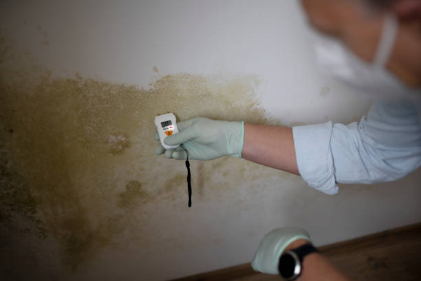 Best Commercial Mold Removal  in Pratt, KS