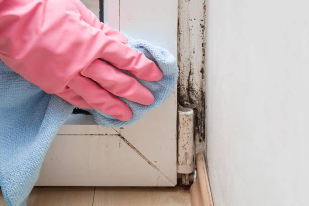 Best Mold Testing  in Pratt, KS