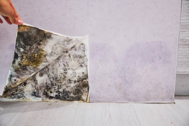 Trusted Pratt, KS Mold Removal Experts